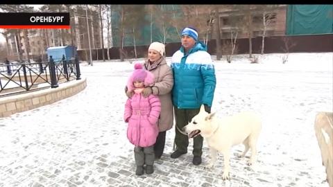 Выгул собак