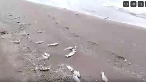 На Ириклинском водохранилище по неустановленным причинам массового погибла рыба