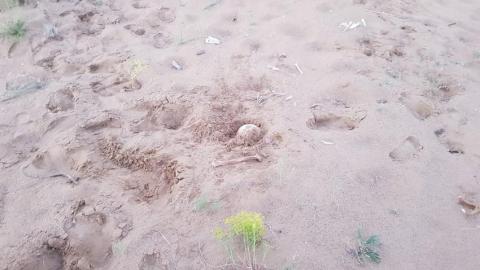 В Соль-Илецком ГО обнаружили останки человека