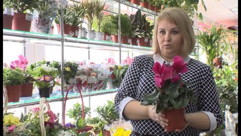 Посмотреть «Инструкция по применению» Горшечные растения в магазинах «Диантус» 