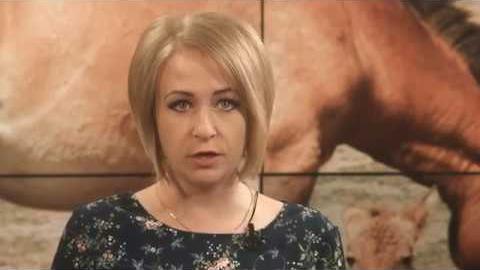 Посмотреть «Наше время» о лошадях Пржевальского от 21/06/2018