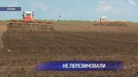Посмотреть Из-за малоснежной зимы в Оренбуржье пострадала треть посевов