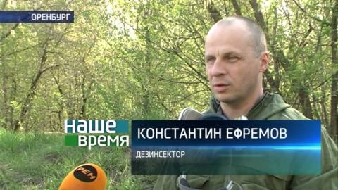 Посмотреть В Оренбурге начали морить комаров