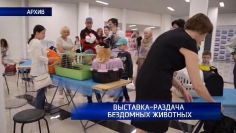 Посмотреть В ТРЦ «Кит» пройдет выставка бездомных животных