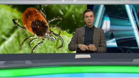 Посмотреть Среди обратившихся с укусами клещей оренбуржцев поражений инфекциями не выявлено