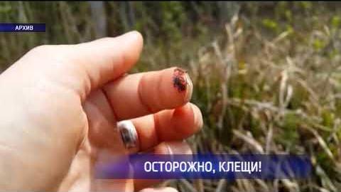 Посмотреть На природе оренбуржцев подстерегают клещи