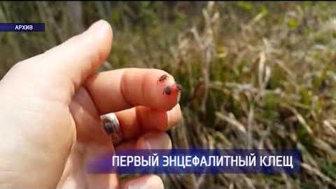 Посмотреть В Оренбургском районе выявлен первый энцефалитный клещ