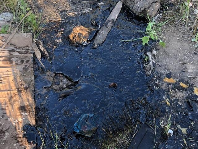 В Оренбурге в луже гудрона на Донгузской ежегодно гибнут десятки животных В Оренбурге в луже гудрона на Донгузской ежегодно гибнут десятки животных