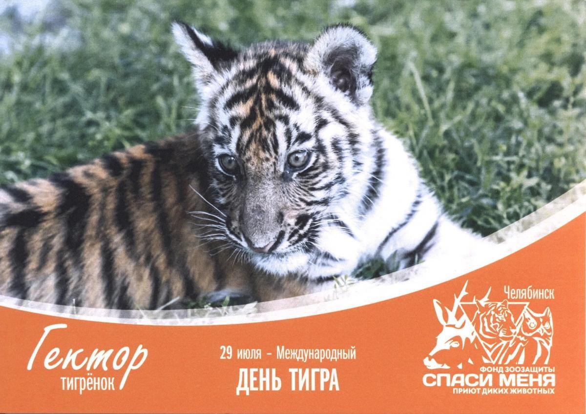 Оренбургского тигрёнка Гектора напечатали на почтовых открытках Оренбургского тигрёнка Гектора напечатали на почтовых открытках